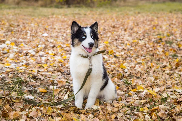 Yakut Husky con ojos azules sobre un fondo otoñal en el bosque — Foto de Stock