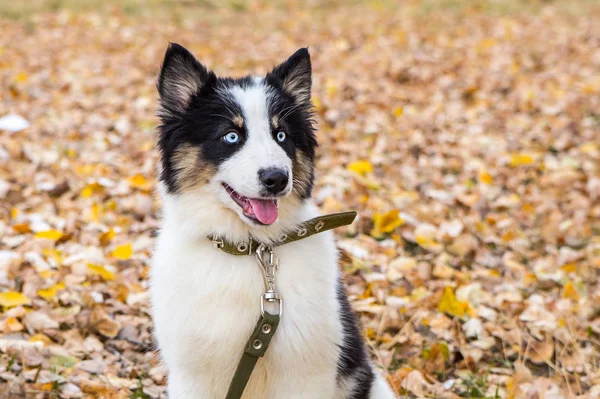 Yakut Husky con ojos azules sobre un fondo otoñal en el bosque — Foto de Stock