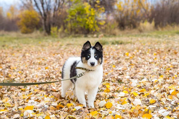 Yakut Husky con ojos azules sobre un fondo otoñal en el bosque —  Fotos de Stock