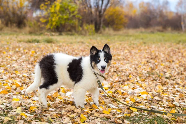 Yakut Husky con ojos azules sobre un fondo otoñal en el bosque —  Fotos de Stock