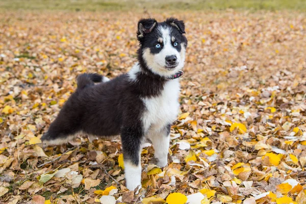 Yakut Husky con gli occhi azzurri su uno sfondo autunno nella foresta — Foto Stock