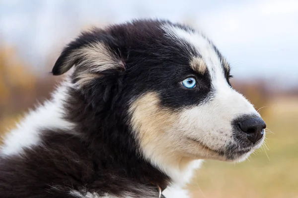 Yakut Husky 'nin mavi gözleri ormandaki sonbahar geçmişinde. — Stok fotoğraf