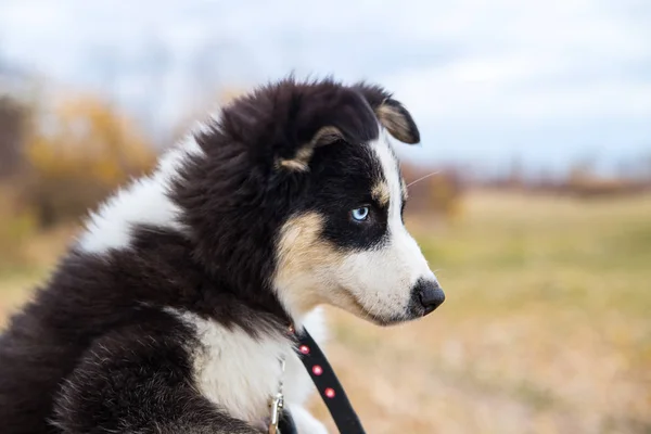 Yakut Husky with blue eyes on an autumn background in the forest — 스톡 사진