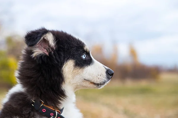 Yakut Husky s modrýma očima na podzimním pozadí v lese — Stock fotografie