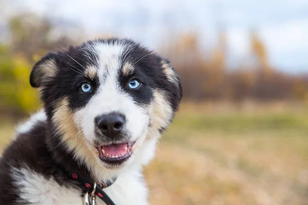 Yakut Husky con ojos azules sobre un fondo otoñal en el bosque —  Fotos de Stock