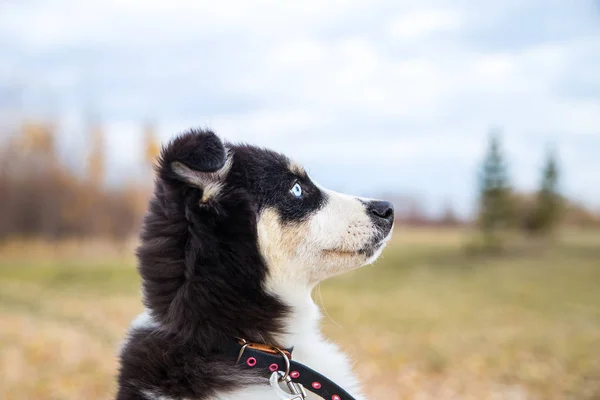 Yakut Husky με μπλε μάτια σε ένα φθινοπωρινό φόντο στο δάσος — Φωτογραφία Αρχείου