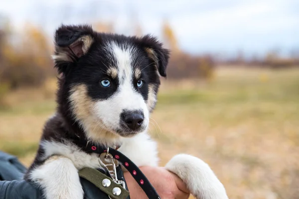 Yakut Husky com olhos azuis em um fundo de outono na floresta — Fotografia de Stock