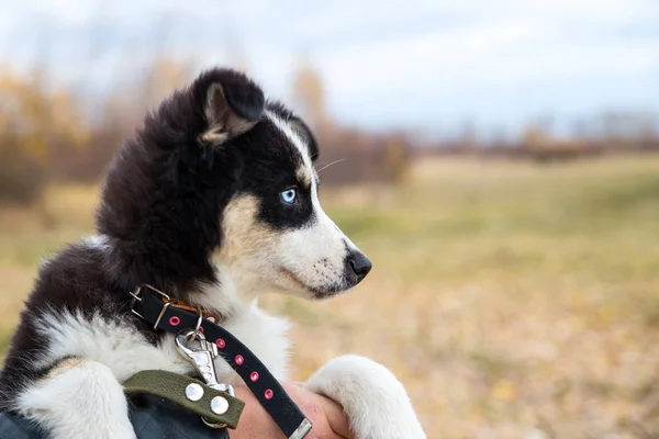 Yakut Husky com olhos azuis em um fundo de outono na floresta — Fotografia de Stock