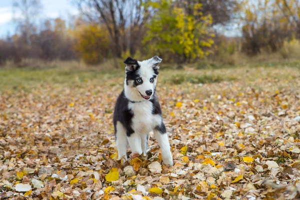 Yakut Husky z niebieskimi oczami na jesiennym tle w lesie — Zdjęcie stockowe