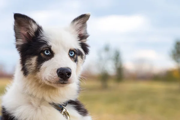 Yakut Husky con ojos azules sobre un fondo otoñal en el bosque —  Fotos de Stock