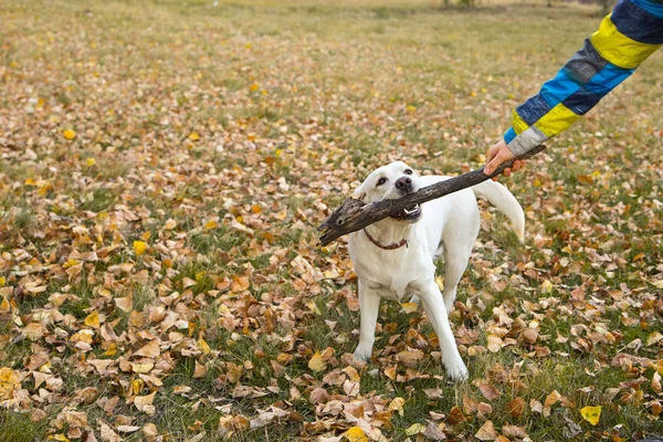 秋天公园里的黄色拉布拉多人拿着一根棍子 — 图库照片