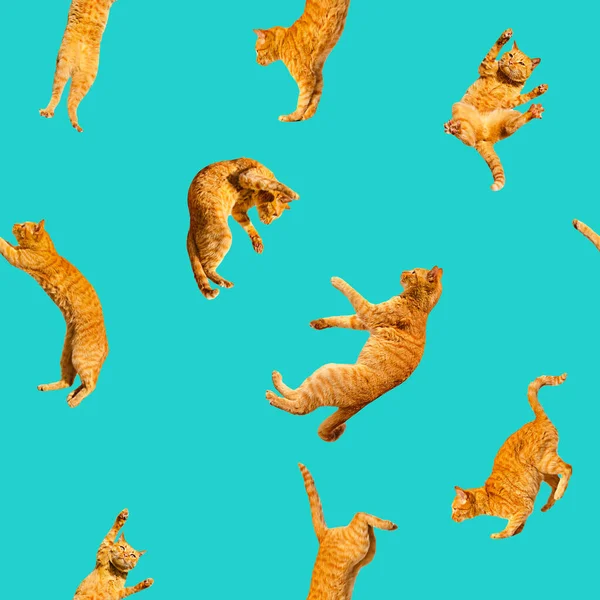 Minta Sok Gyömbér Repülő Ugrás Tánc Vicces Macskák Egy Könnyű — Stock Fotó