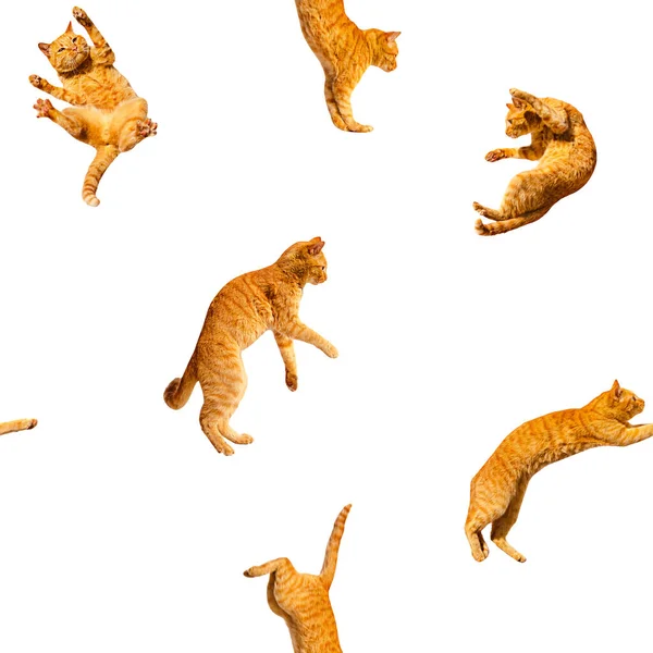 Patrón Muchos Jengibre Volando Saltando Baile Divertido Gatos Aislado Fondo —  Fotos de Stock