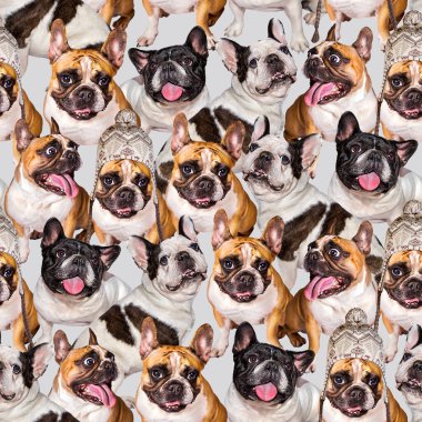 Bir grup şirin, küçük Fransız buldog. Baskı için izole edilmiş farklı mutlu yavru köpeklerin komik koleksiyon resimleri..