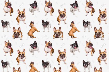 Bir grup şirin, küçük Fransız buldog. Baskı için izole edilmiş farklı mutlu yavru köpeklerin komik koleksiyon resimleri..