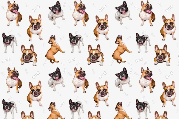 Aranyos Kis Kutya Francia Bulldog Vicces Gyűjtemény Képek Minta Különböző — Stock Fotó