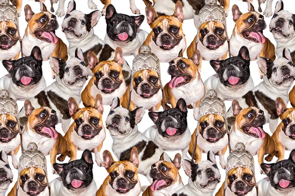 Conjunto Lindo Perrito Bulldog Francés Divertido Patrón Imágenes Colección Diferentes — Foto de Stock