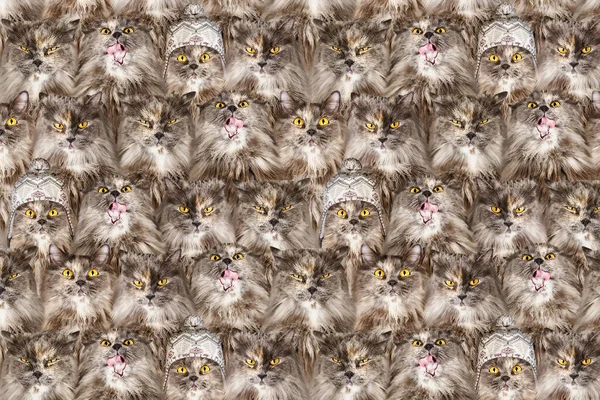Set Izolált Aranyos Brit Macskák Cica Ban Különbözõ Érzelmek Pózol — Stock Fotó
