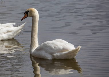 Yaz aylarında sessiz kuğu