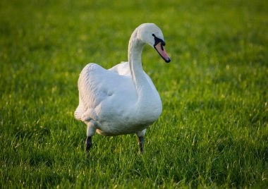 Yaz aylarında sessiz Kuğu