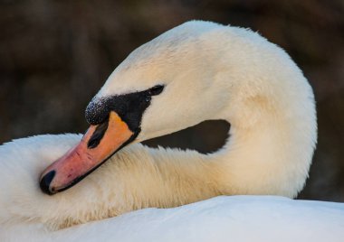 Yaz aylarında sessiz Kuğu