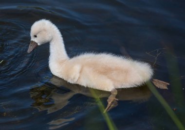 Yaz aylarında sessiz Kuğu
