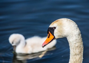 Yaz aylarında sessiz Kuğu