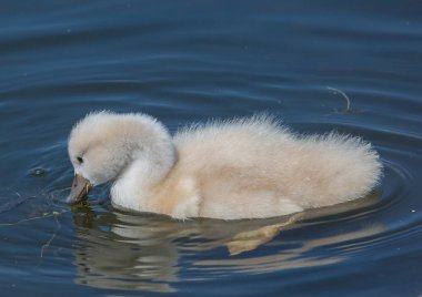 Yaz aylarında sessiz Kuğu