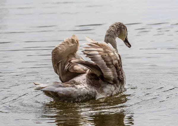 Cisne mudo jovem — Fotografia de Stock