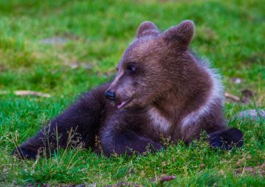 Kahverengi ayılar Finlandiya
