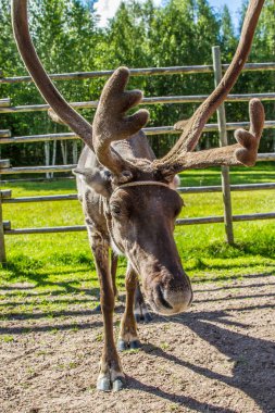 Ren geyiği Lapland (Finlandiya)