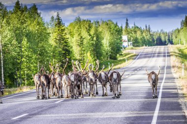 Ren geyiği Lapland (Finlandiya)