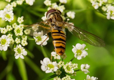 Bir böcek makro resmi