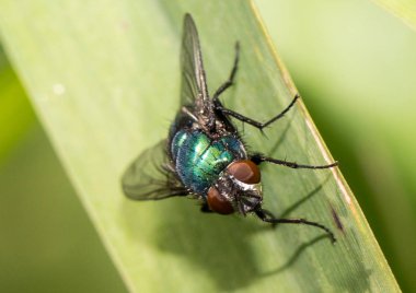 Bir böcek makro resmi