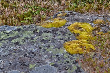 Bir kayanın üzerinde yosun