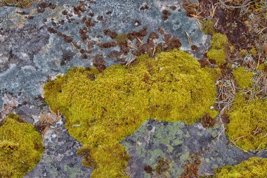 Bir kayanın üzerinde yosun