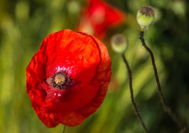 Gelincik çiçekleri tarlası
