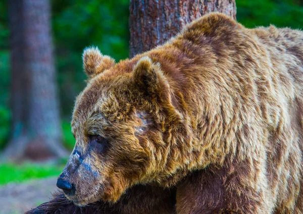 棕熊在芬兰 — 图库照片
