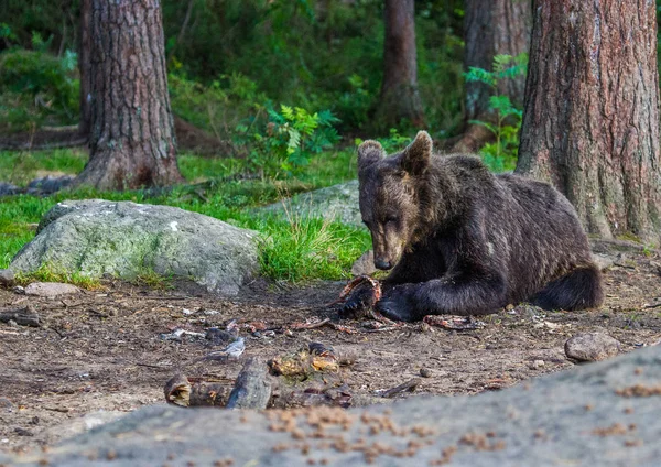 Bruine beren in Finland — Stockfoto