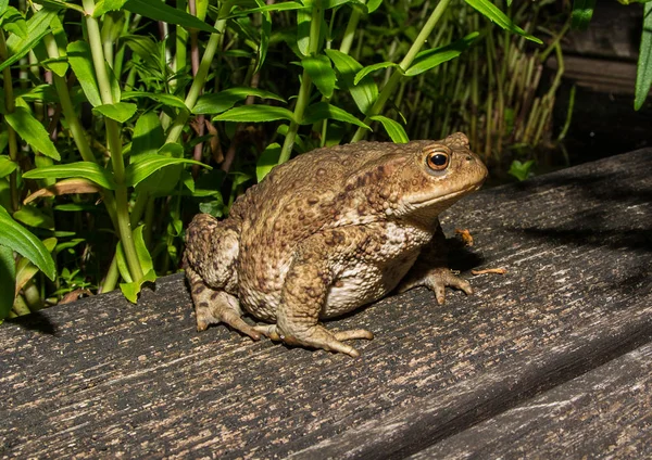 Toad at a pond — Stock Photo, Image