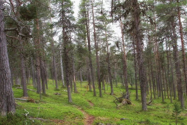 조 경 북부 핀란드 — 스톡 사진