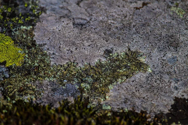 Musgo sobre una roca — Foto de Stock