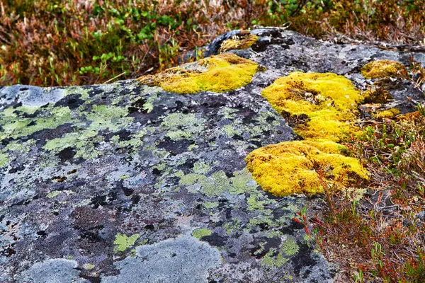 Musgo sobre una roca — Foto de Stock