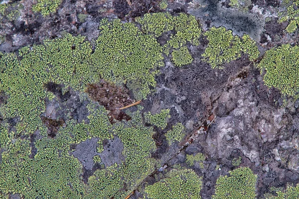 岩石上的苔藓 — 图库照片