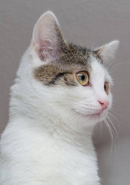 Genç yavru kedi modeli 