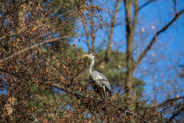 Ortak bir balıkçıl