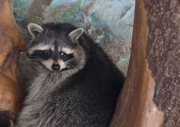 Racoon in de winter in een Duits hertenpark — Stockfoto