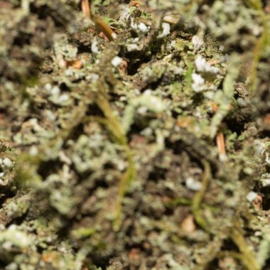 2017-02-01 - Dikişsiz desen - 2000 px - Moss 001. jpg