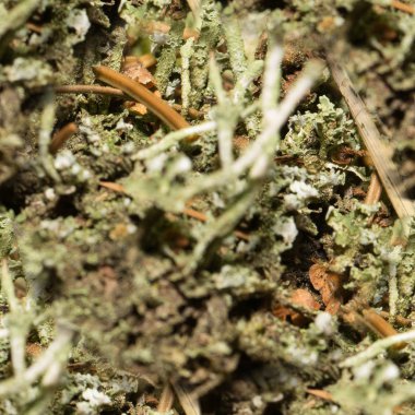 2017-02-01 - Dikişsiz desen - 2000 px - Moss 003. jpg