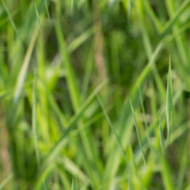 2017-02-02 - 15 - Dikişsiz desen 2000 Px - çim 006 toplu